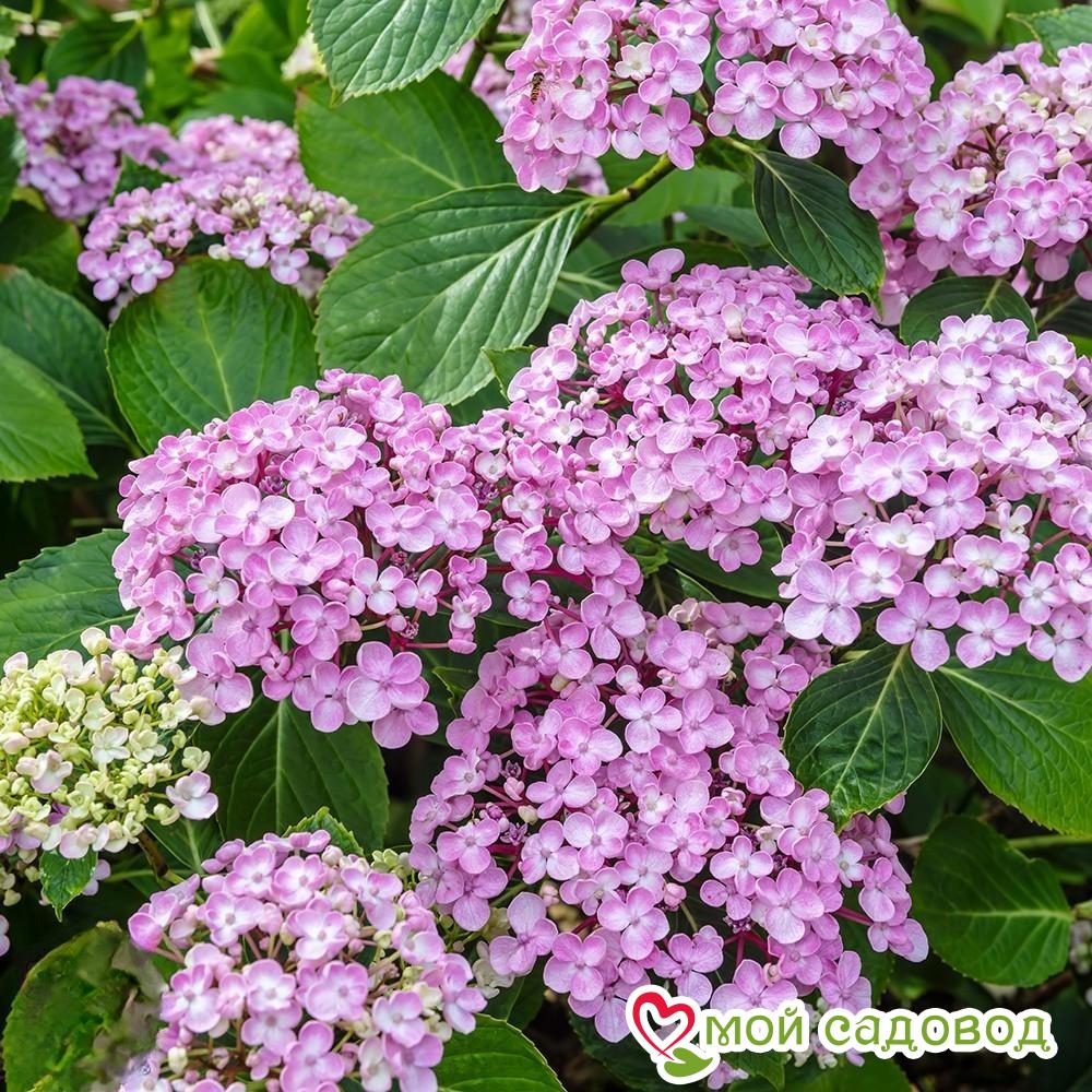 Гортензия крупнолистная Аиша ЗКС