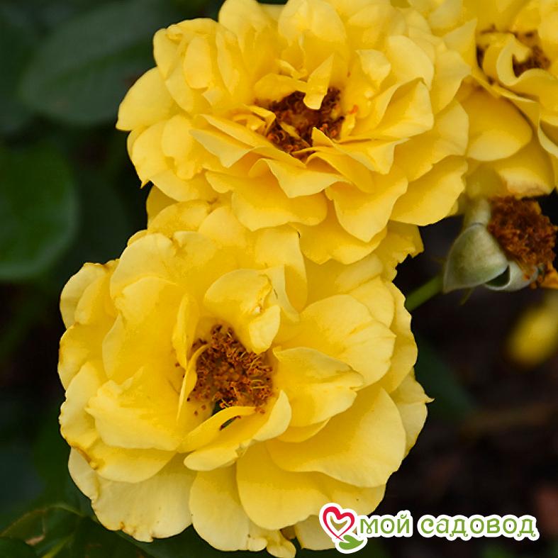 Роза Спаркл энд Шайн