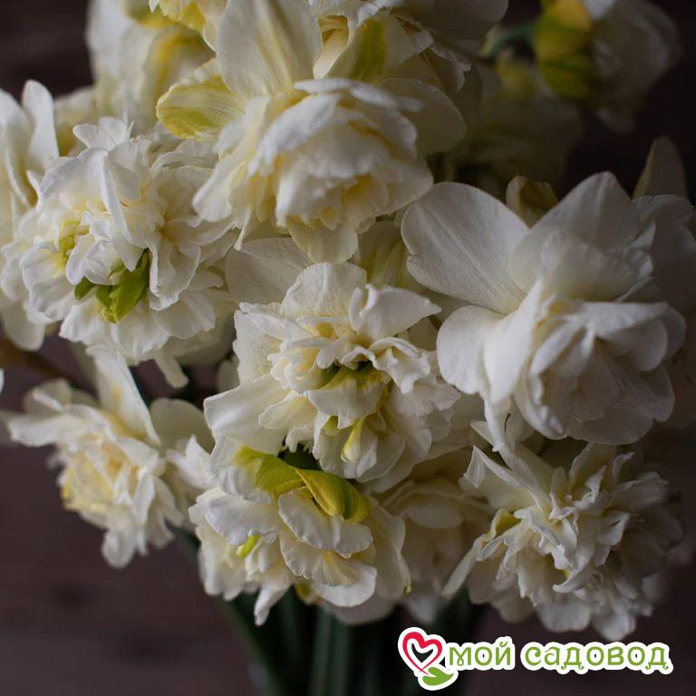 Нарцисс Обдэм махровый